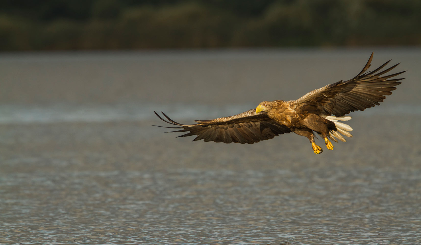 White-tailed Eagle flying low