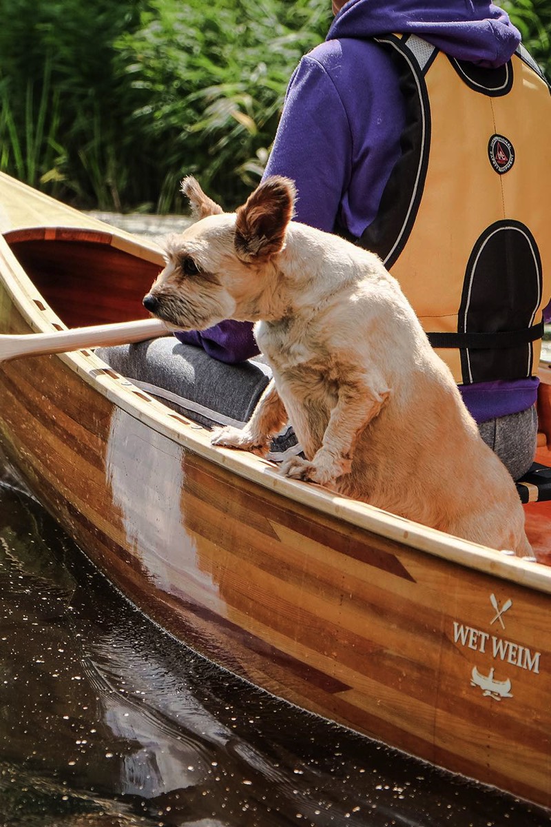 A dog in canoe during a tour.