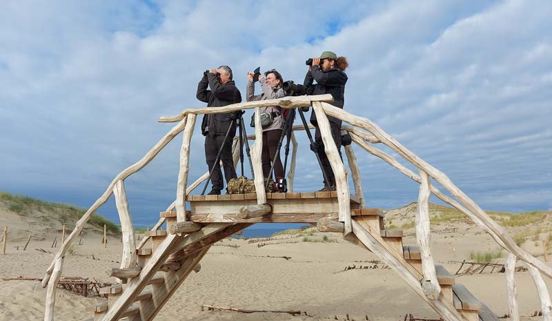 Group of three observing birds from the top of the dune