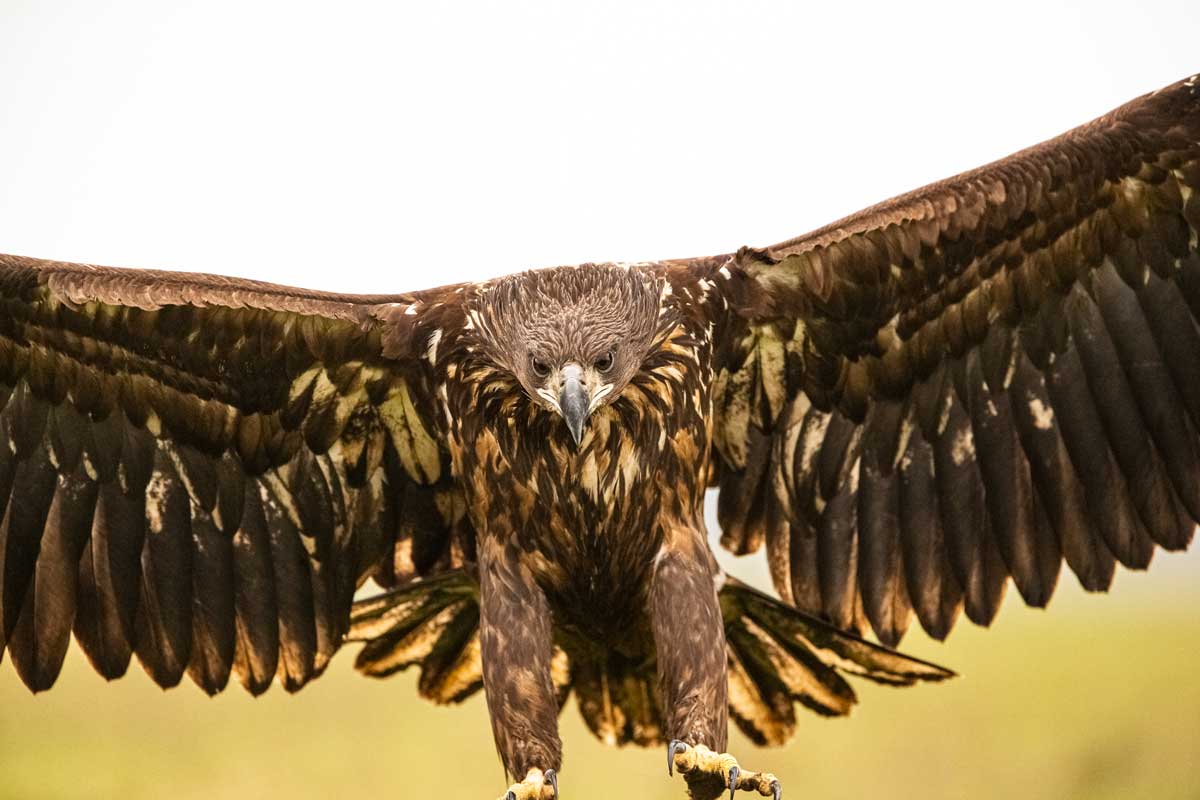 White-tailed eagle preparing to land