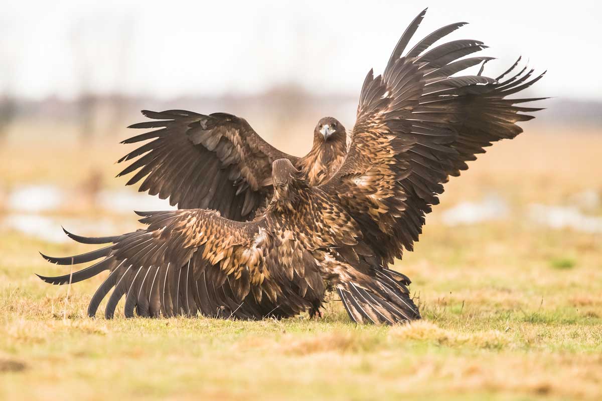 White-tailed eagle fighting