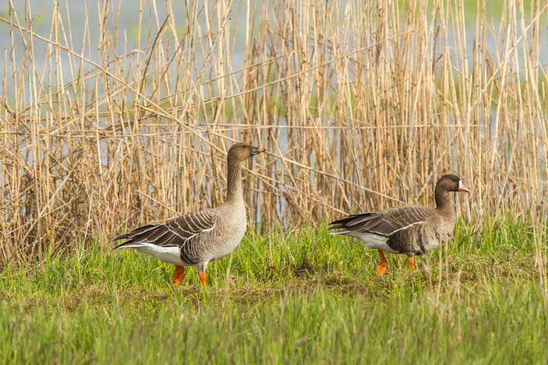 Two grey geese during a tour