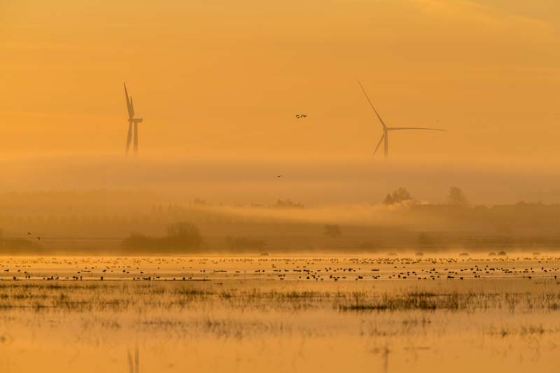 Nemunas delta panorama with wind turbines