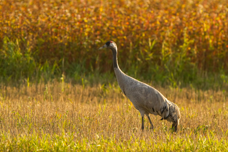 Crane in Nemunas Delta, Lithuania