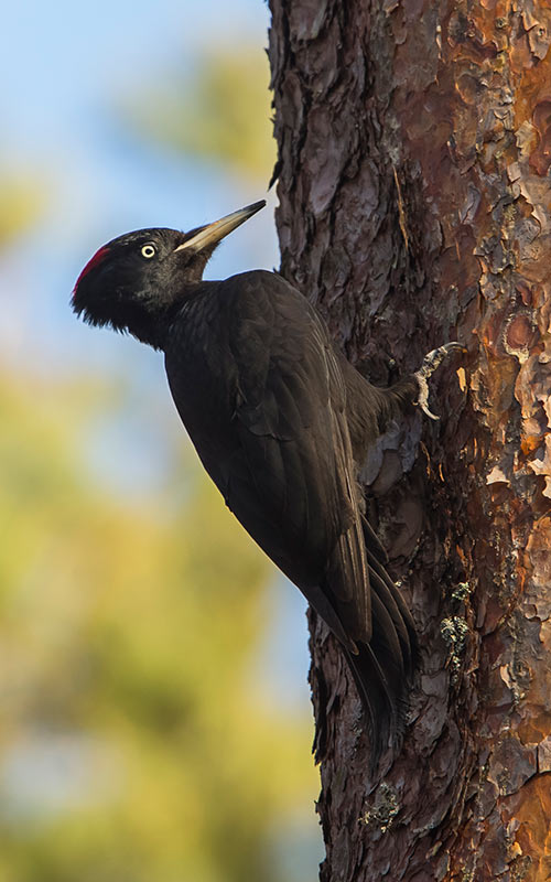 Black woodpecker on a tree