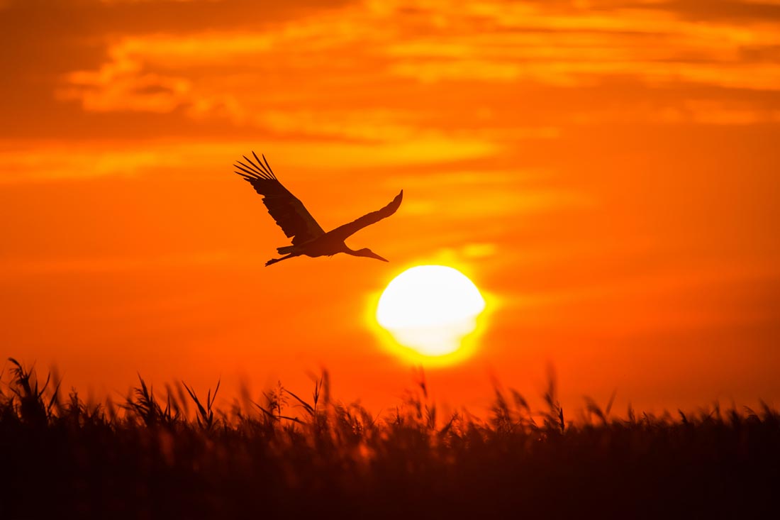 Stork flying into the sunset